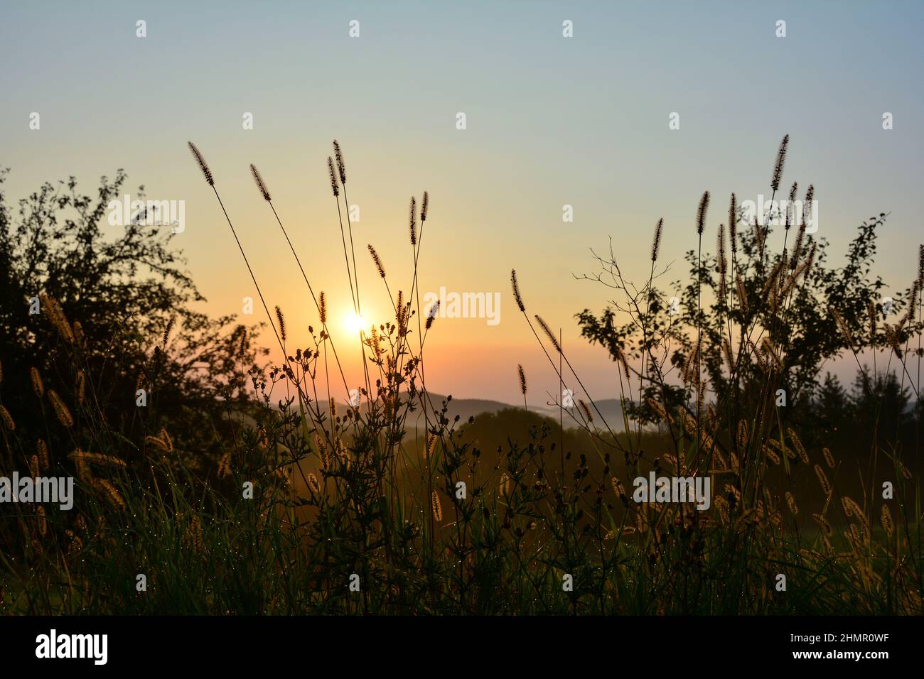 Sun shines through tall grass hi-res stock photography and images - Alamy