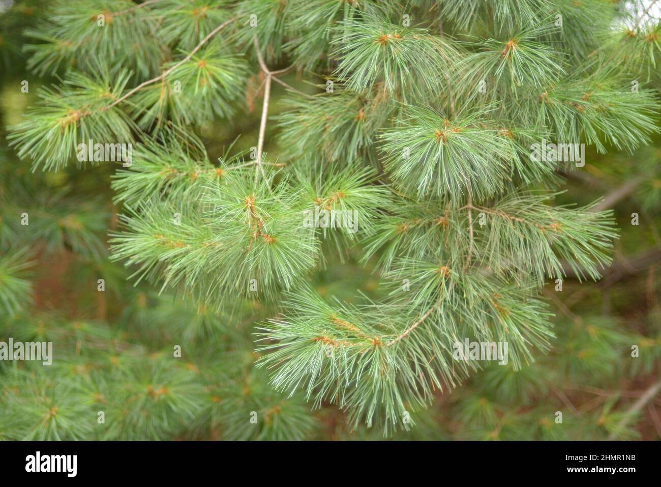 Pinus strobus tree branches tree in a forest Stock Photo