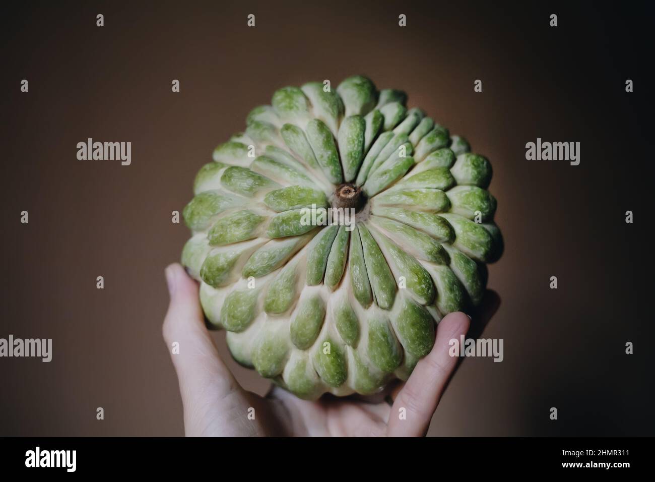 Female hand hold big green cherimoya sugar apple eshta fruit Stock