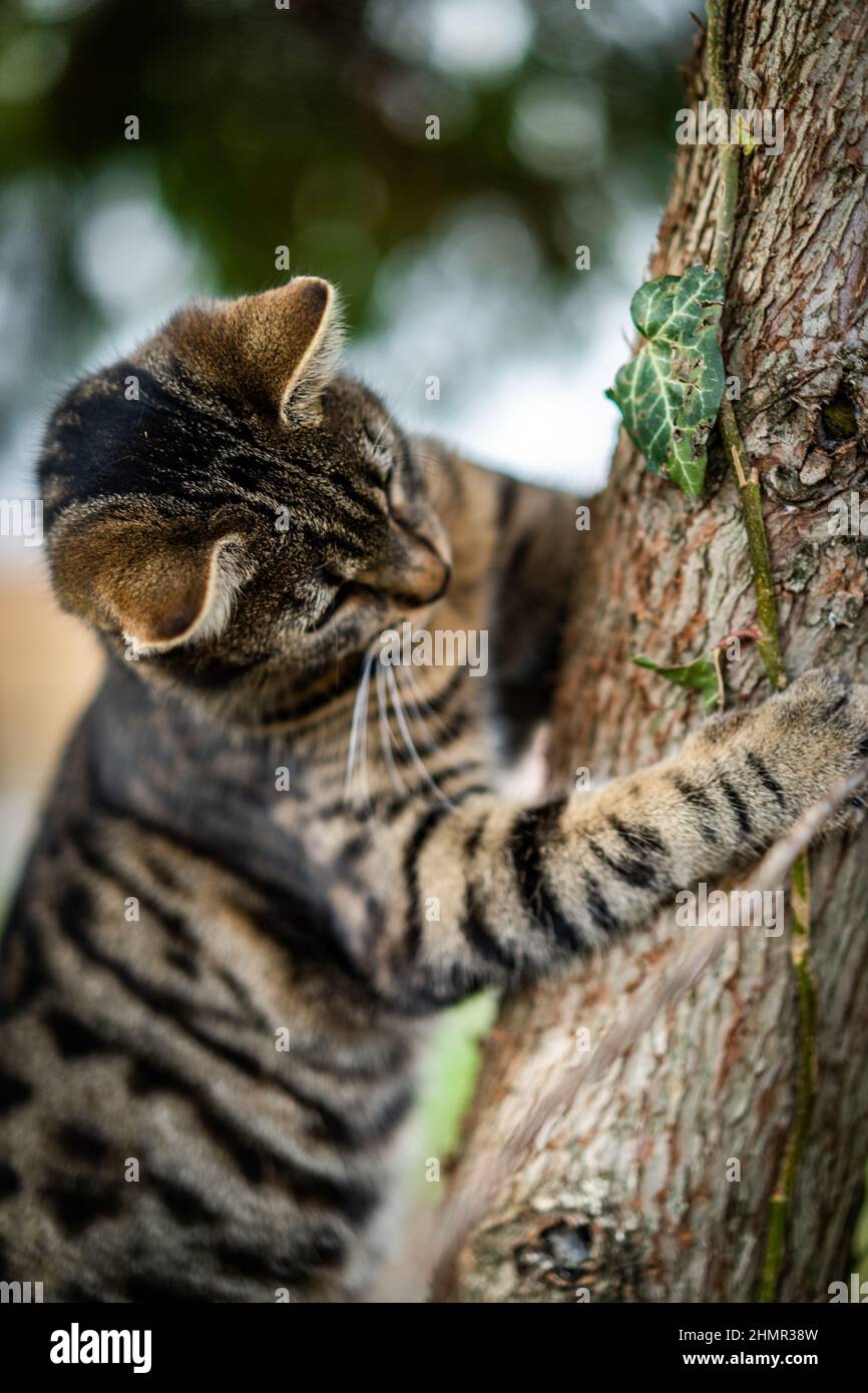 Vertical shot of a cat on a tree Stock Photo