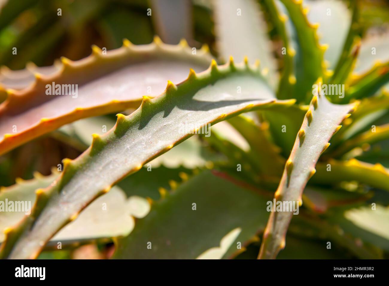 Aloe Vera leaves close up. Shallow DOF! Stock Photo