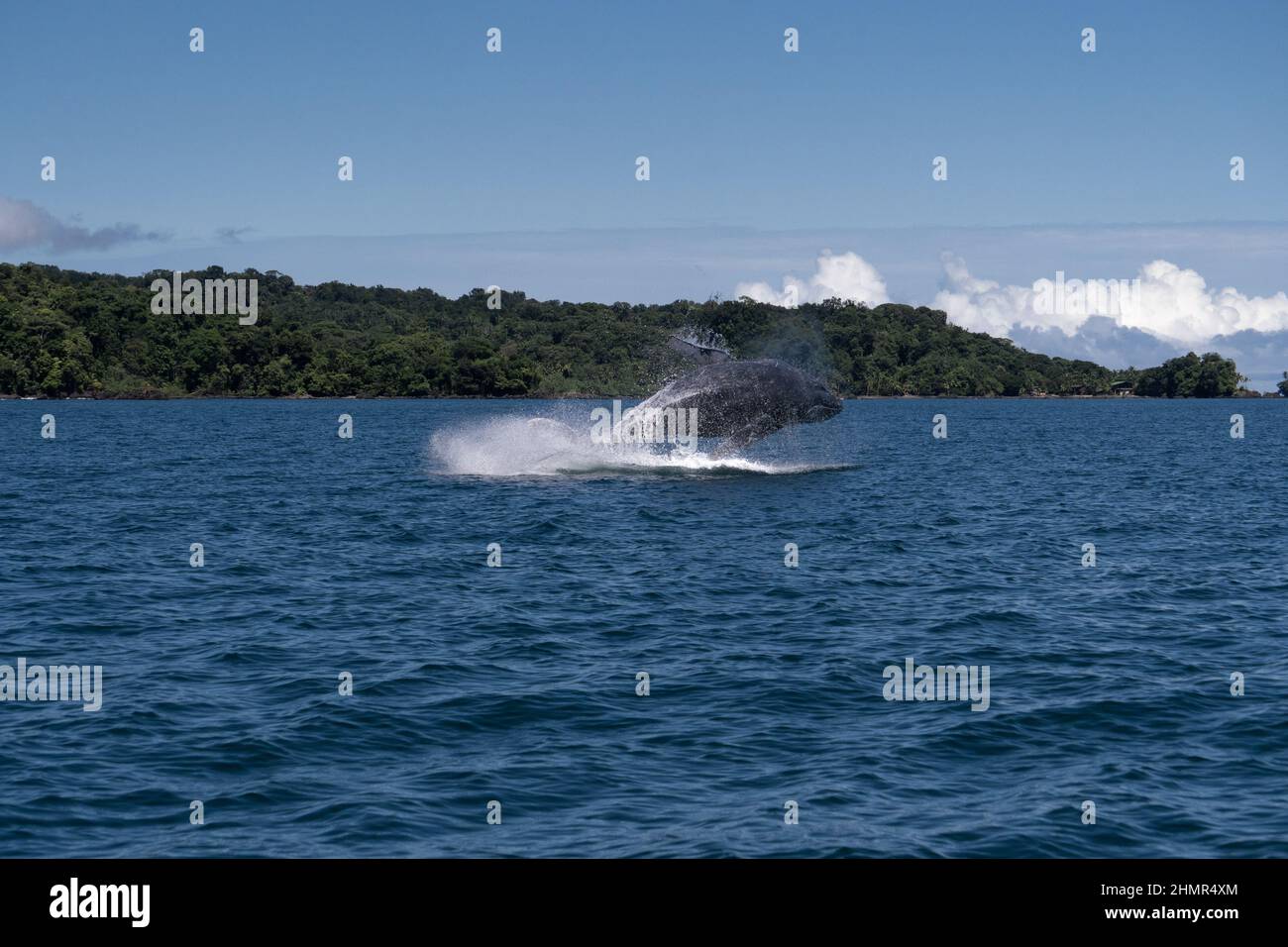 A humpback whale  is seen of the coasts of Coqui at the Choco region in Colombia jumping the see. In Coqui - Choco, Colombia on July 5, 2021. Stock Photo