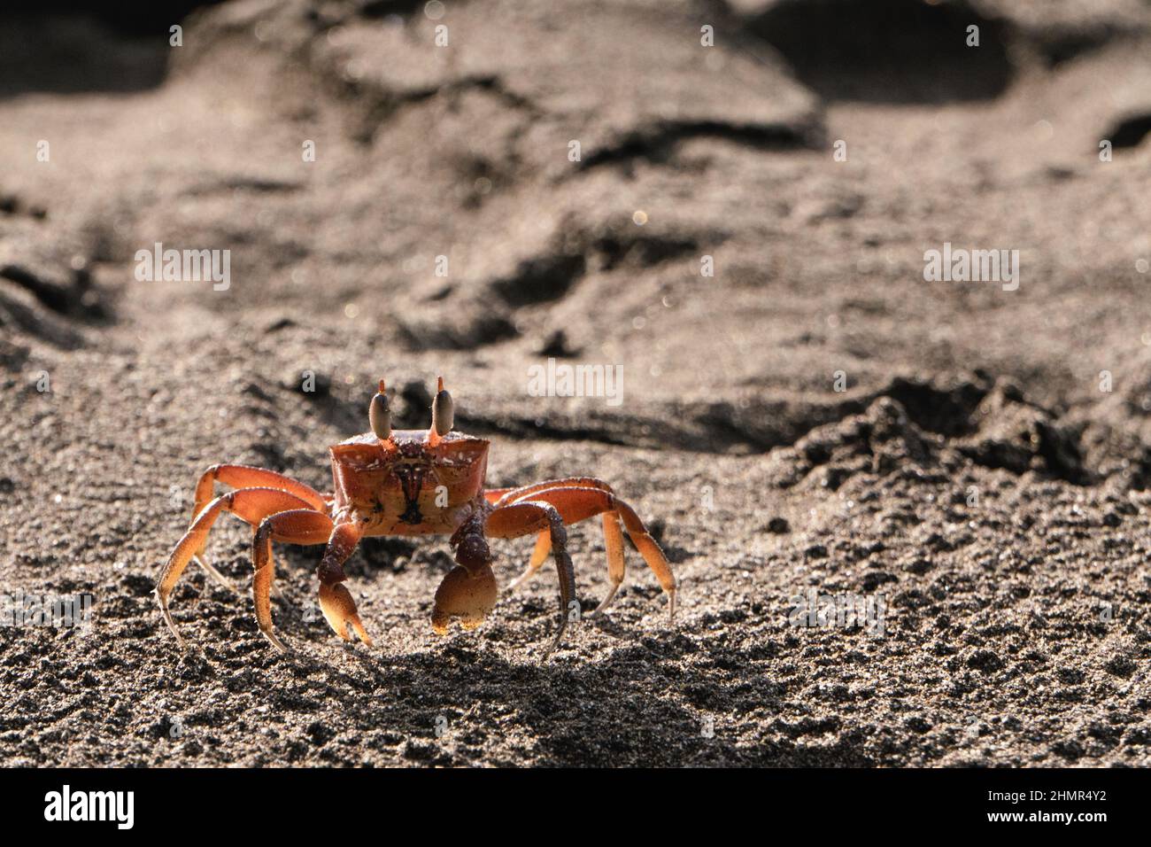 A crab is seen on the sand in a beach in the Coqui area of the