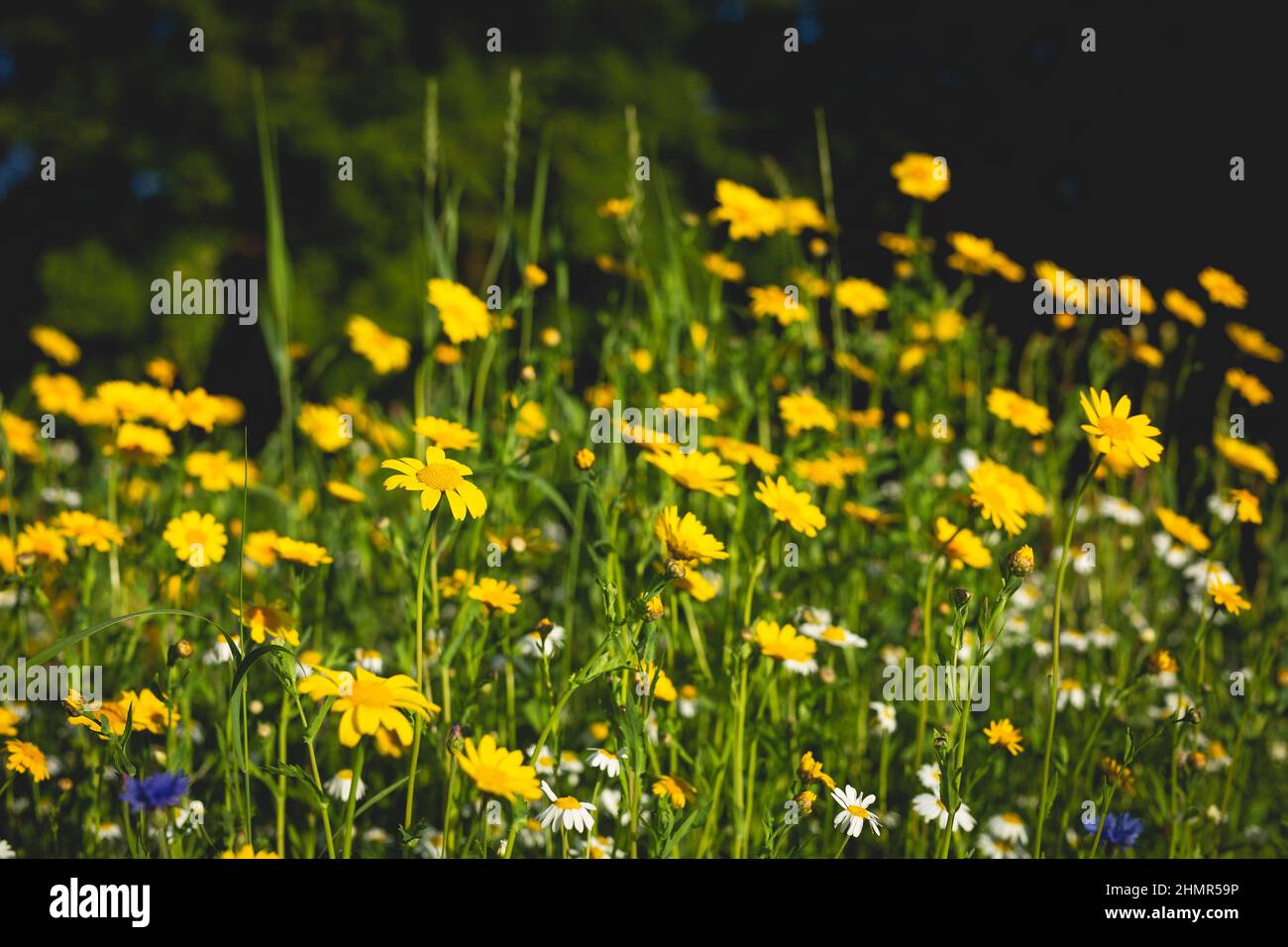 Wildflower meadow in an English country garden Stock Photo - Alamy