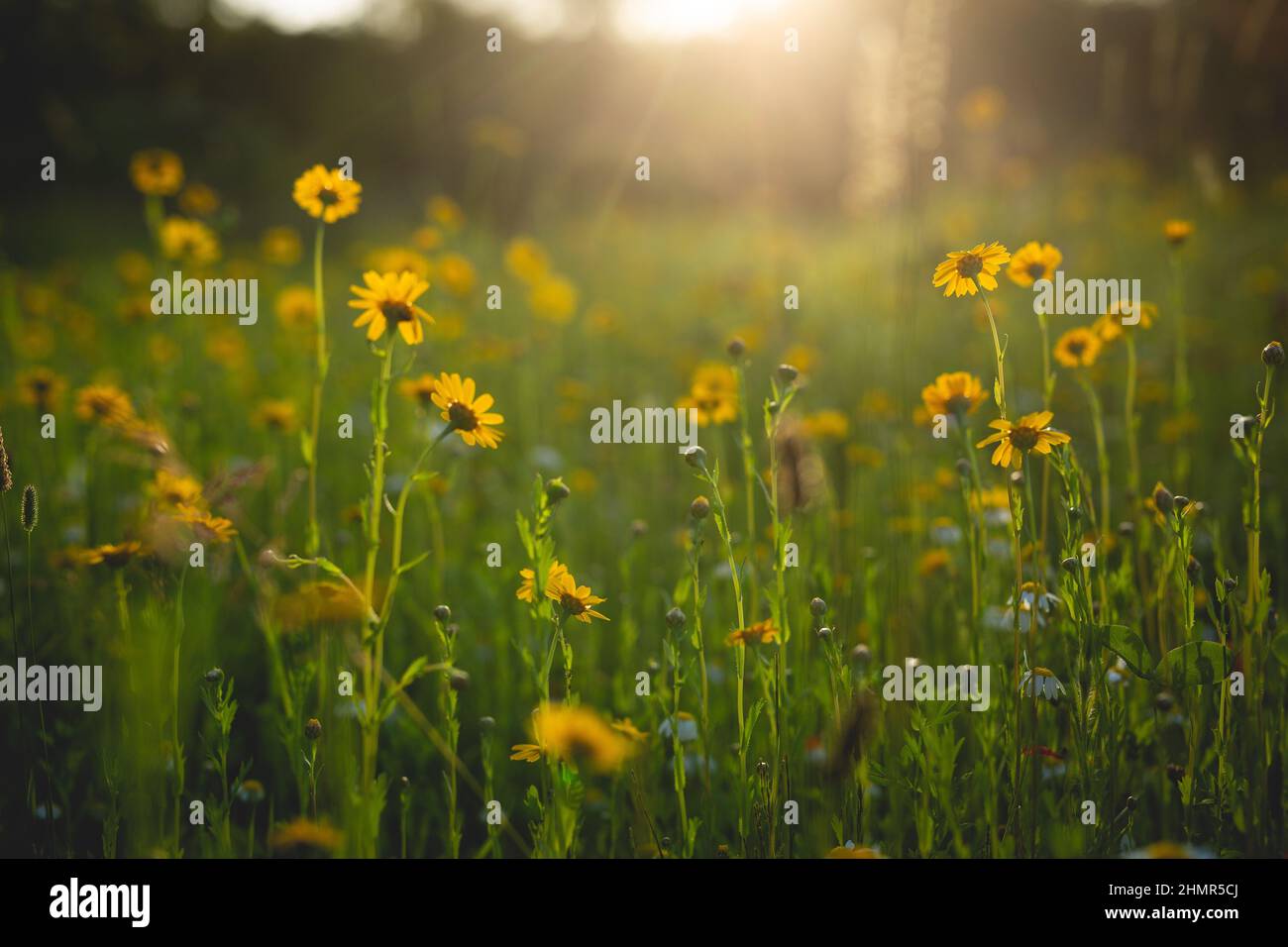 Wildflower meadow in an English country garden Stock Photo - Alamy