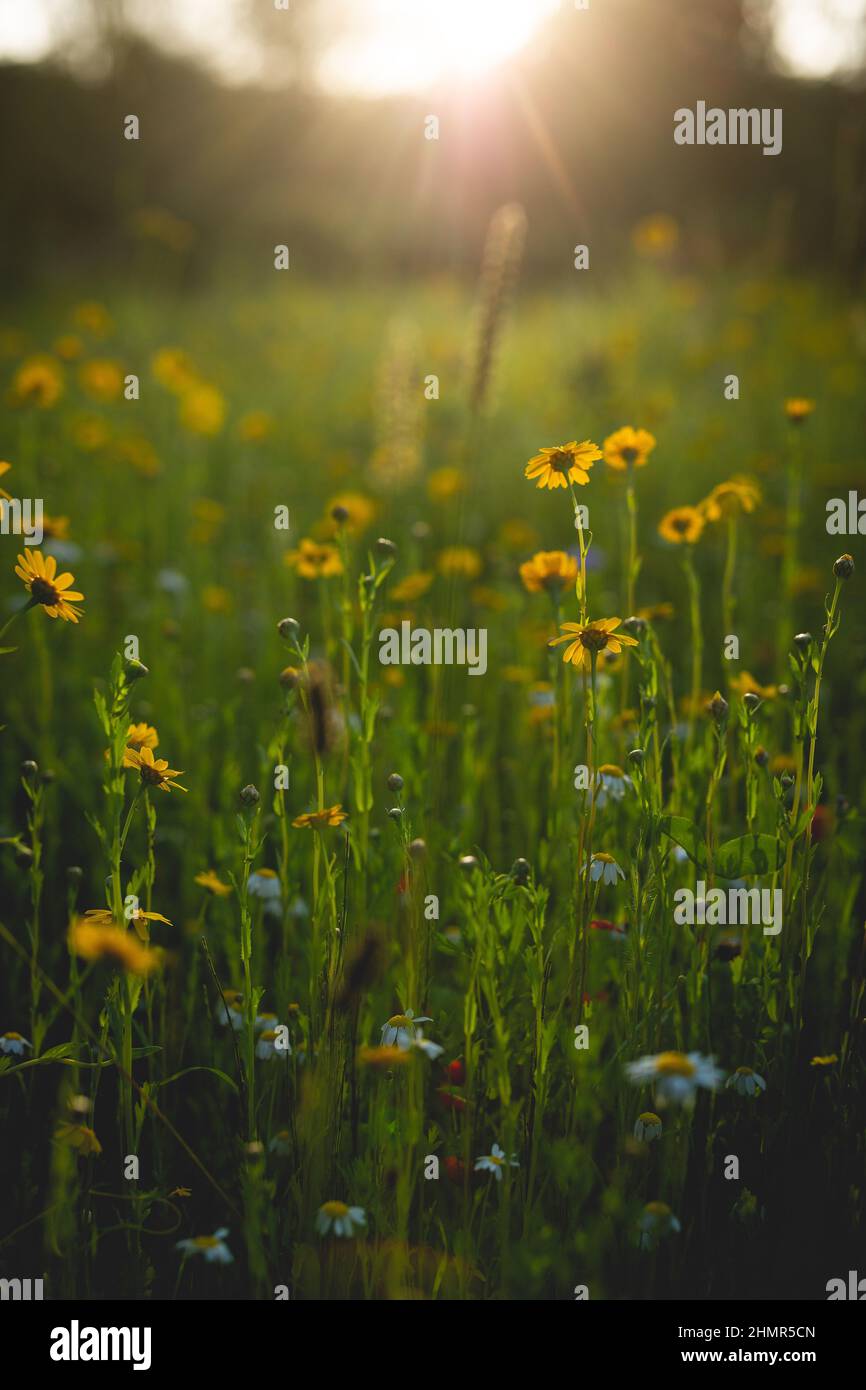 Wildflower meadow in an English country garden Stock Photo - Alamy