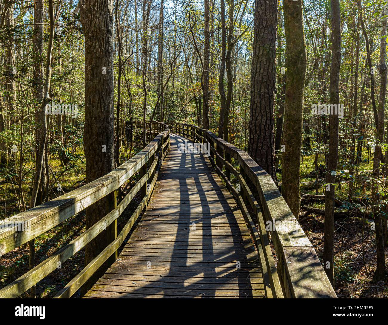 Boardwalk Hike Through The Bottomland Hardwood Forest, Congaree 