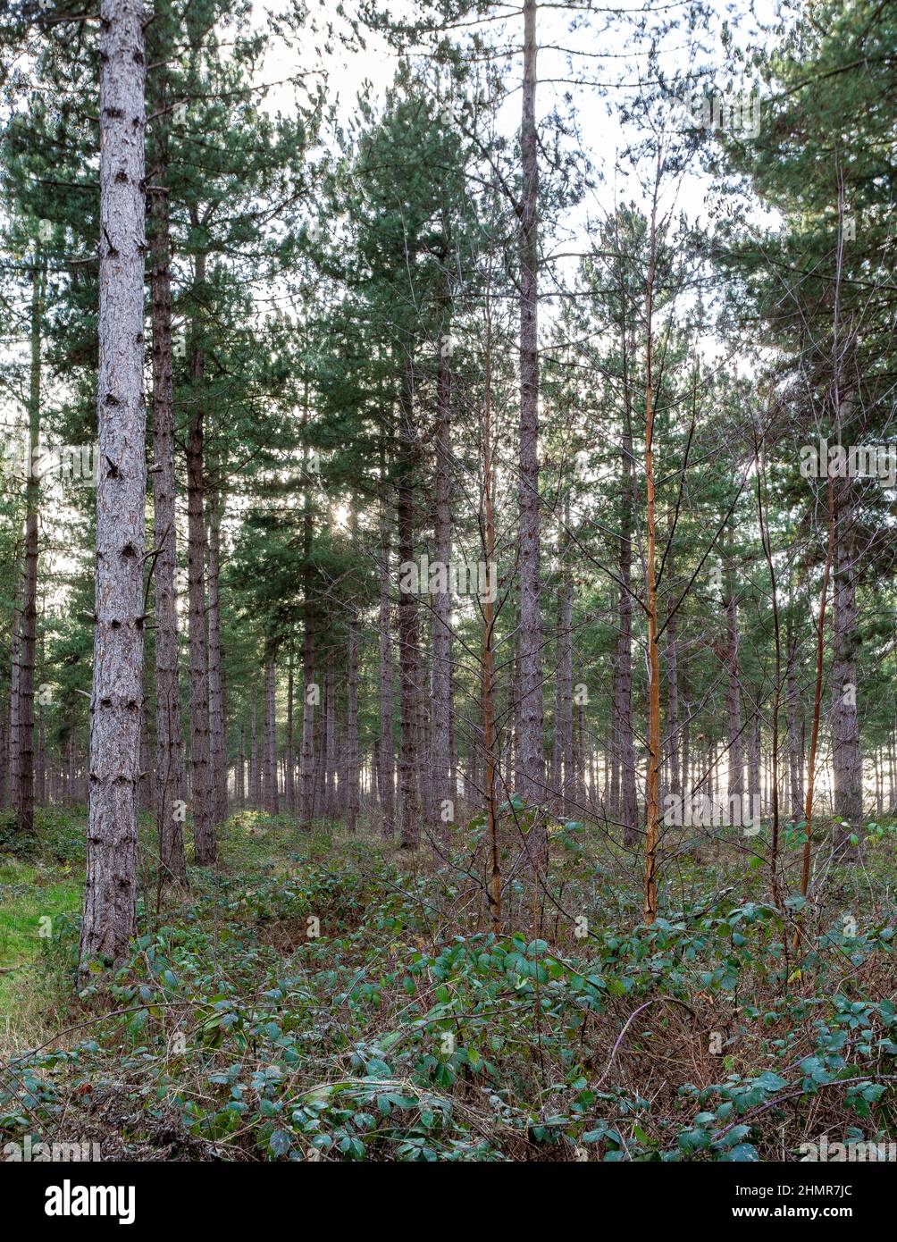 Vertical shot grass trees hi-res stock photography and images - Alamy