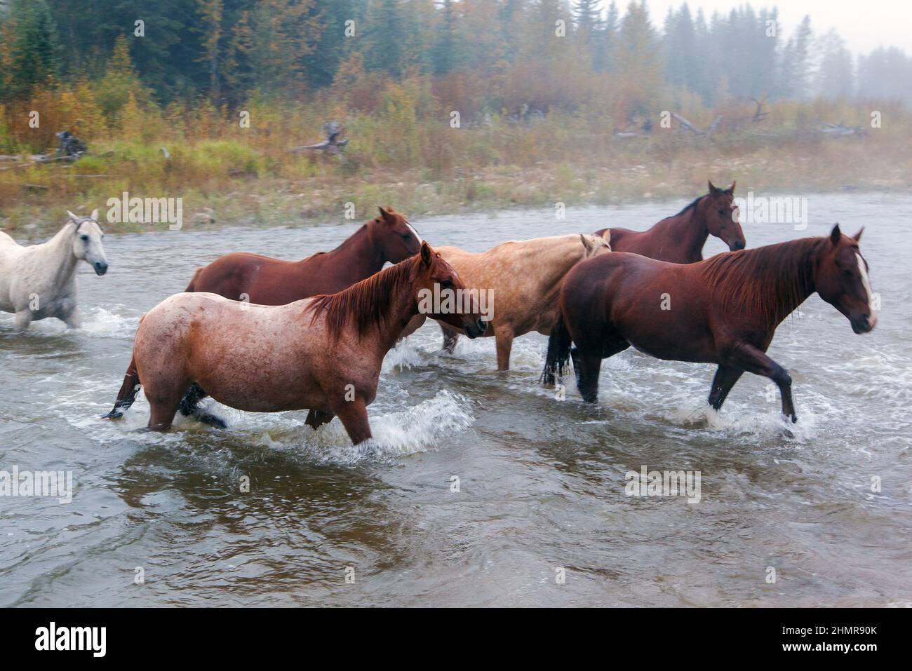 Closeup of horses galloping across a river in the cowboy country of Alberta, Canada. Stock Photo