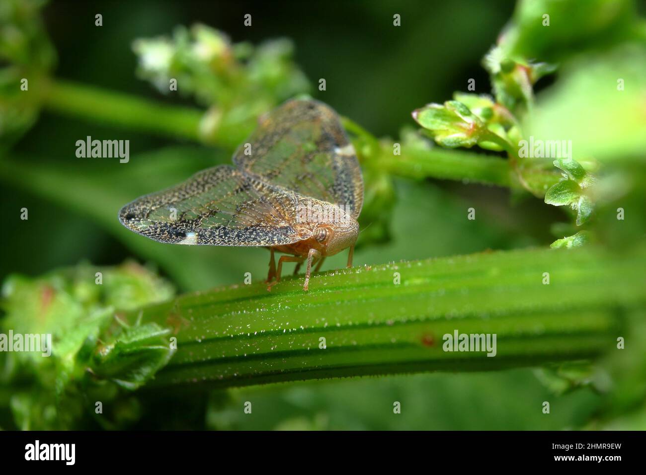 Passion Vine-hopper (Scolypopa australis), resting on a green weed stem. Stock Photo