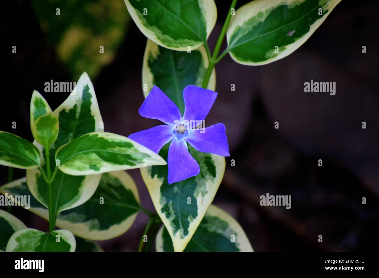 Beautiful purple flower in the garden Stock Photo - Alamy