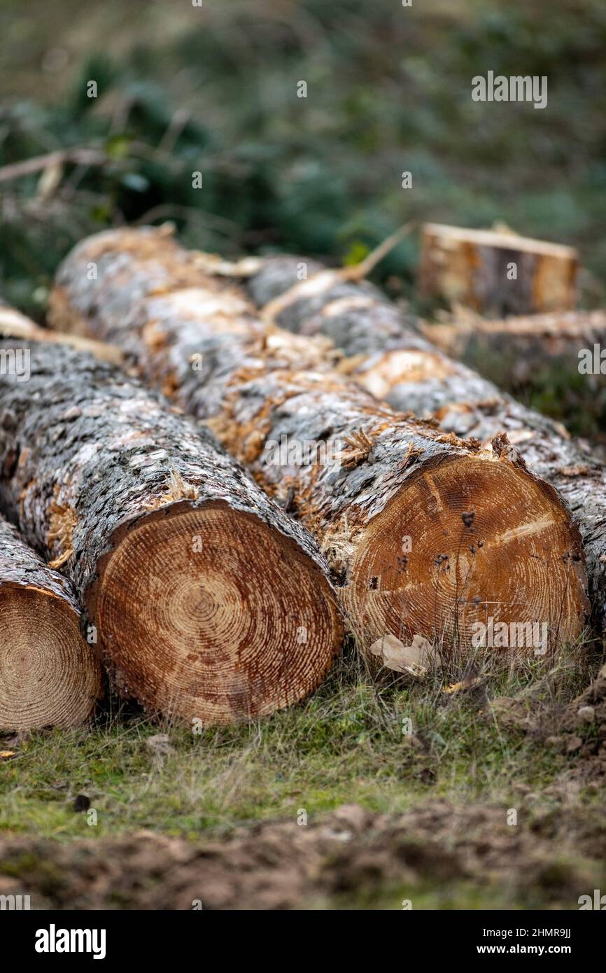Portrait of cut down trees in Doncaster Moto Park in Doncaster, South