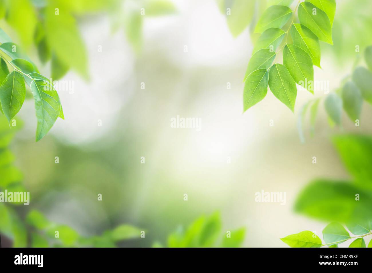 Nature fresh summer leaves abstract background Stock Photo