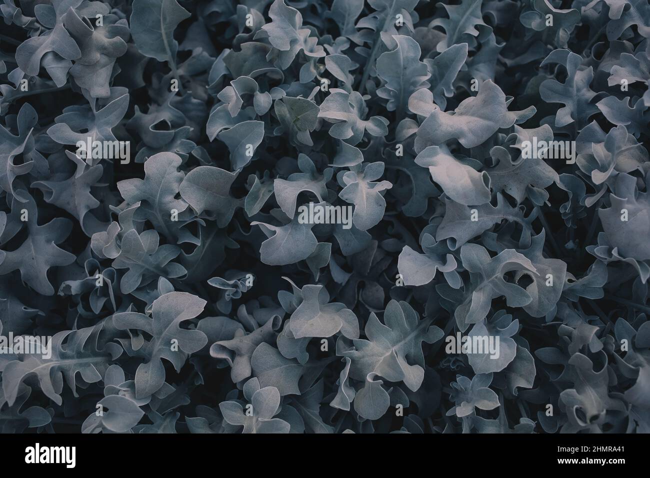 Nature background of muted monochrome plant leaves Stock Photo Alamy