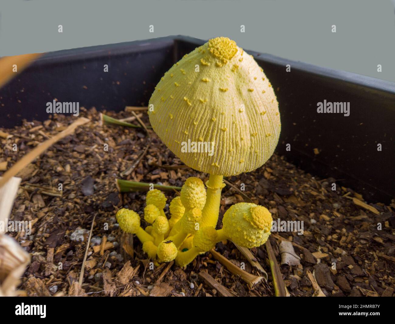 Mushroom growing home hires stock photography and images Alamy