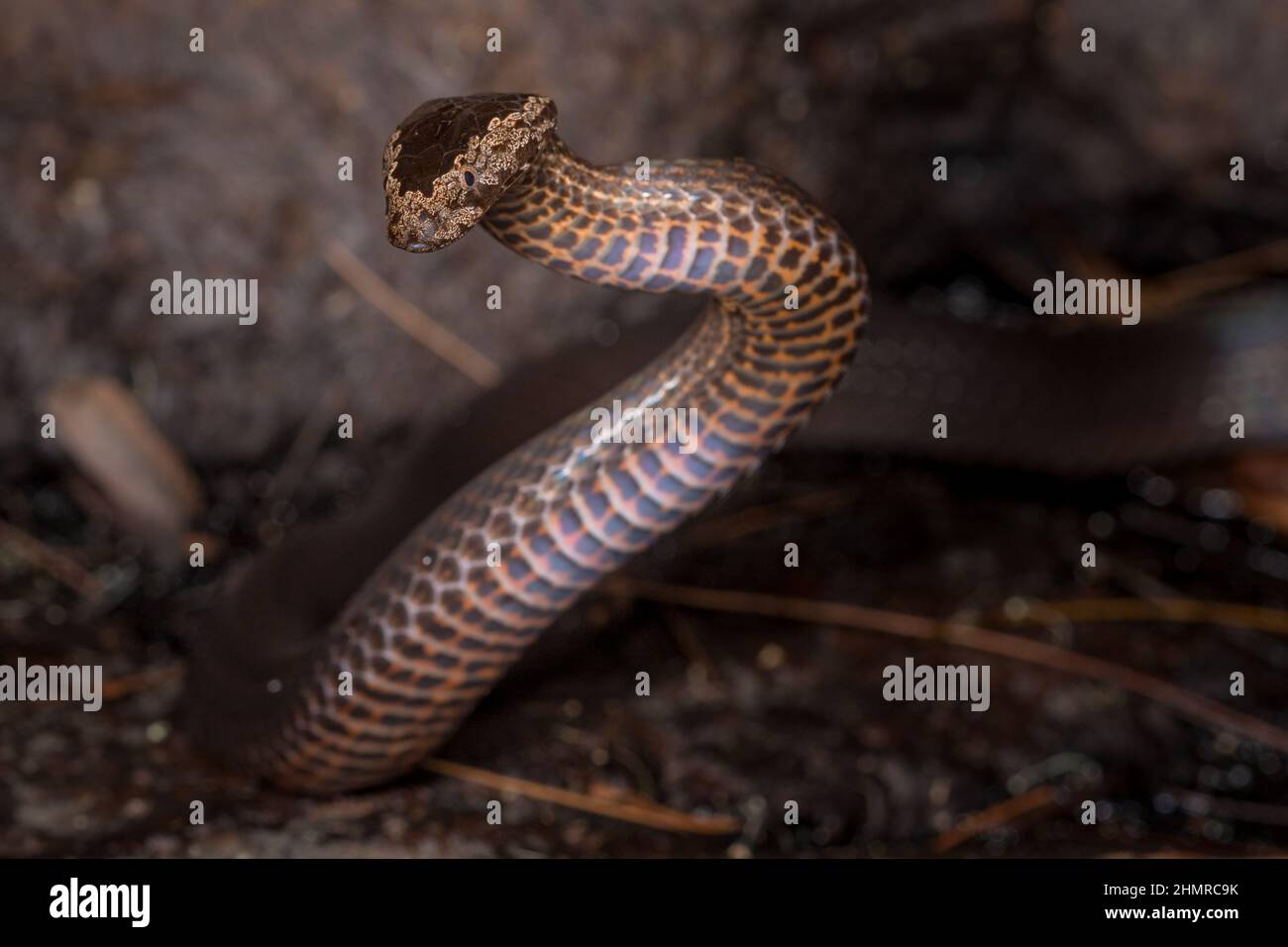 Golden-crowned snake (Cacophis squamulosus) in defence posture. Byron Bay region, NSW, Australia. Stock Photo