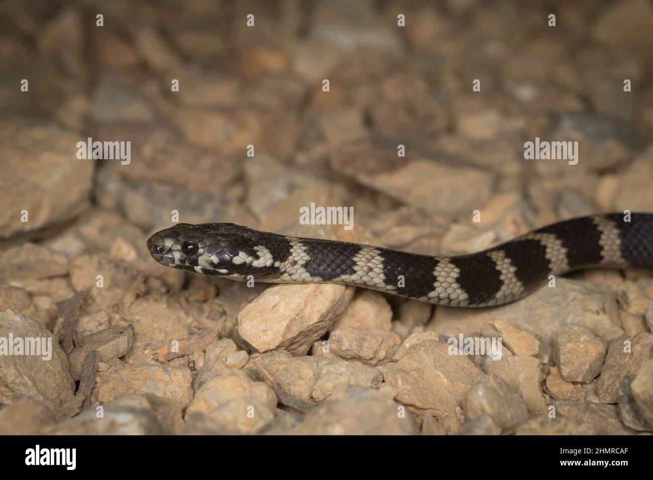 Close-up of a juvenile Stephen's banded snake (Hoplocephalus stephensii) a vulnerable species venomous snake native to northern NSW and southern QLD Stock Photo