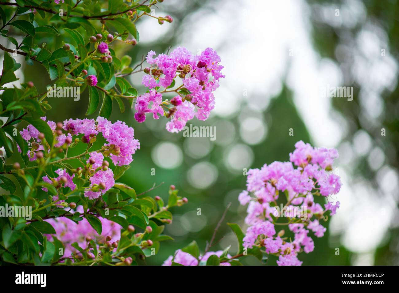 delicate myrtle flowers in the botanical garden of batumi Stock Photo