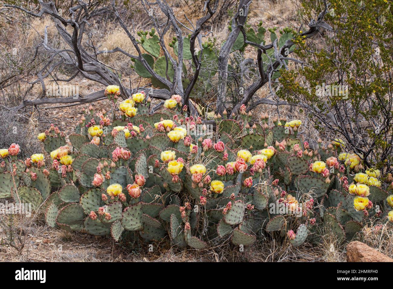Yellow and red flowers cover a low-growing purple prickly pear. Stock Photo