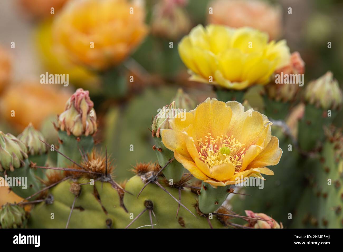 Comanche Prickly Pear puts on a vivid display of yellow blooms that fade to apricot. Stock Photo