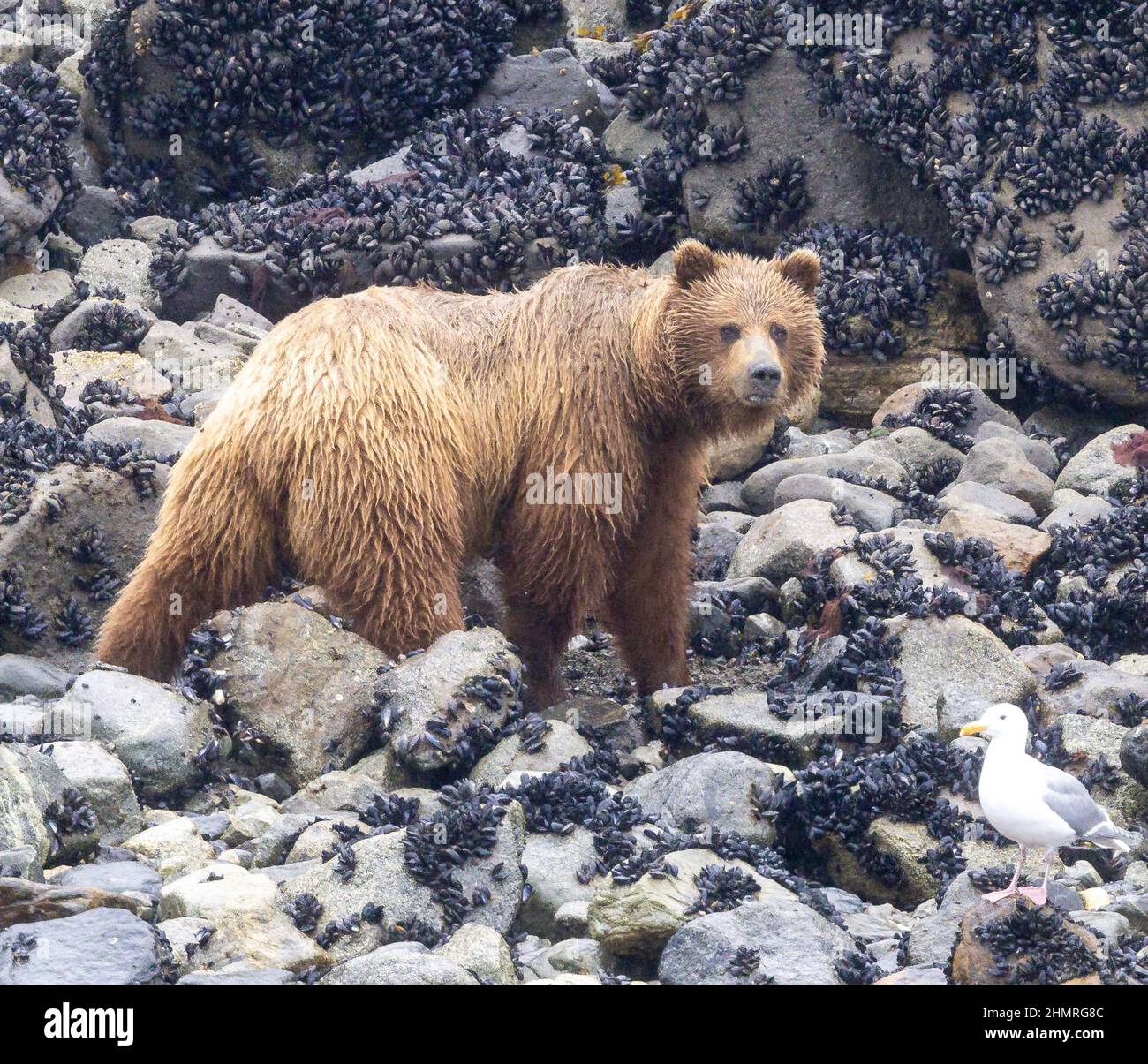 View of a grizzly bear walking on rocks covered with mussels Stock ...