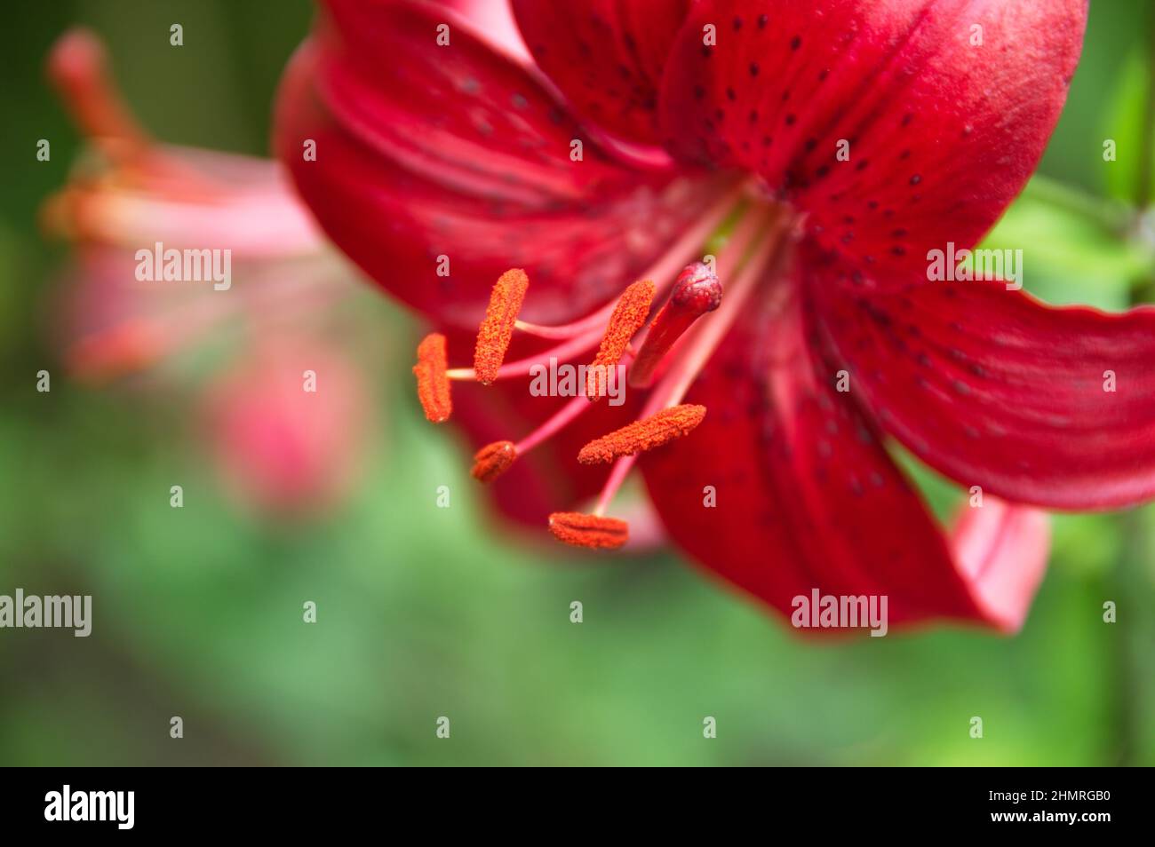 Shallow focus of a red Tiger lily with blurred green garden in the