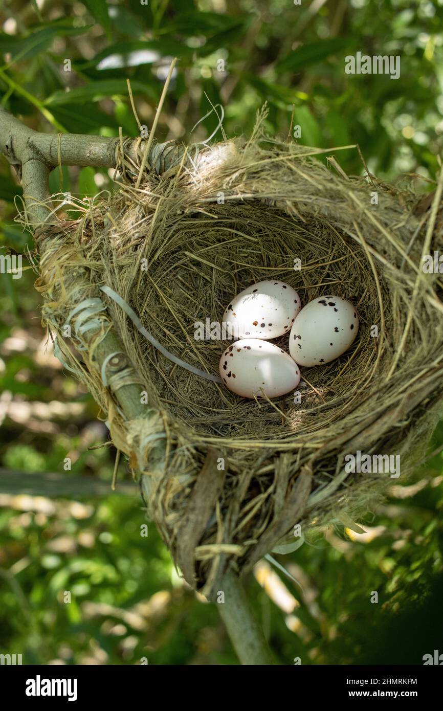 Oriolus oriolus. The nest of the Golden Oriole in nature. Russia, the Ryazan region (Ryazanskaya oblast), the Pronsky District, Denisovo. Stock Photo