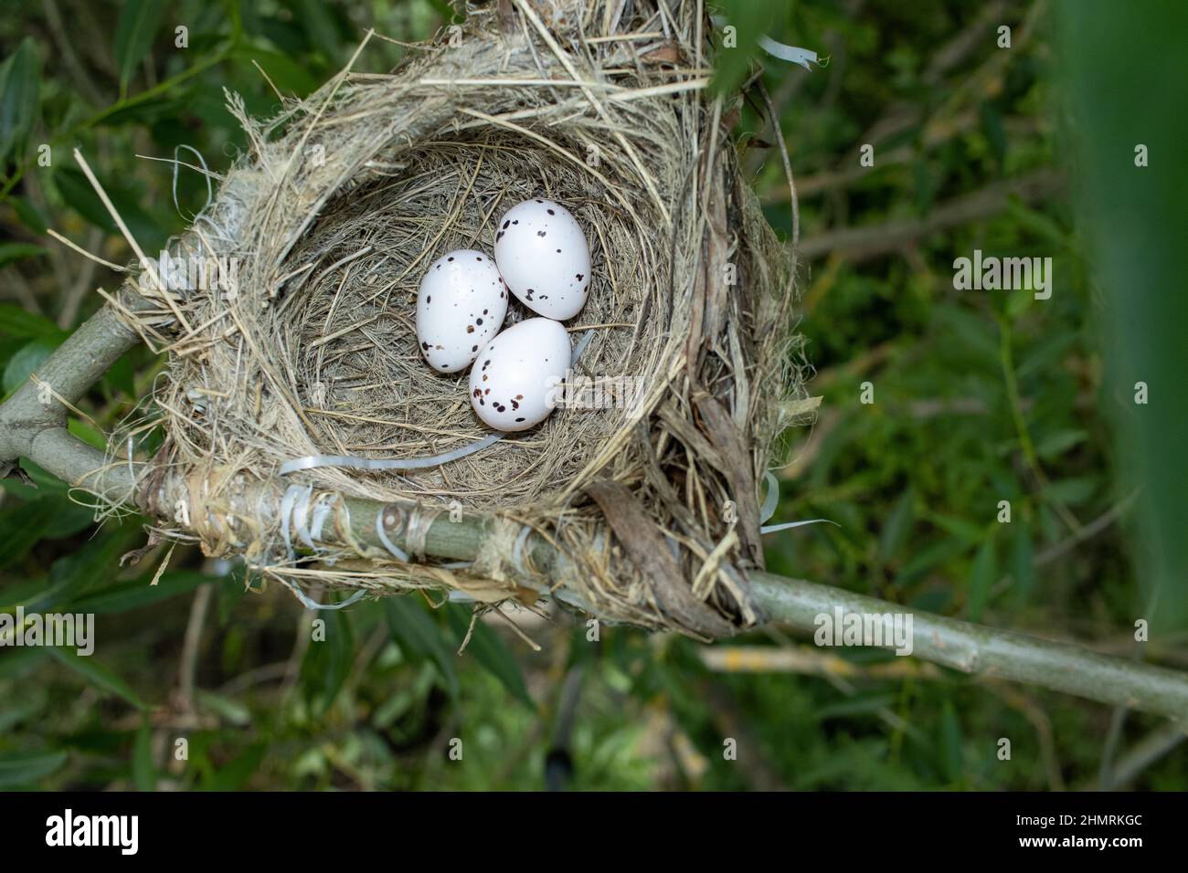 Oriolus oriolus. The nest of the Golden Oriole in nature. Russia, the Ryazan region (Ryazanskaya oblast), the Pronsky District, Denisovo. Stock Photo