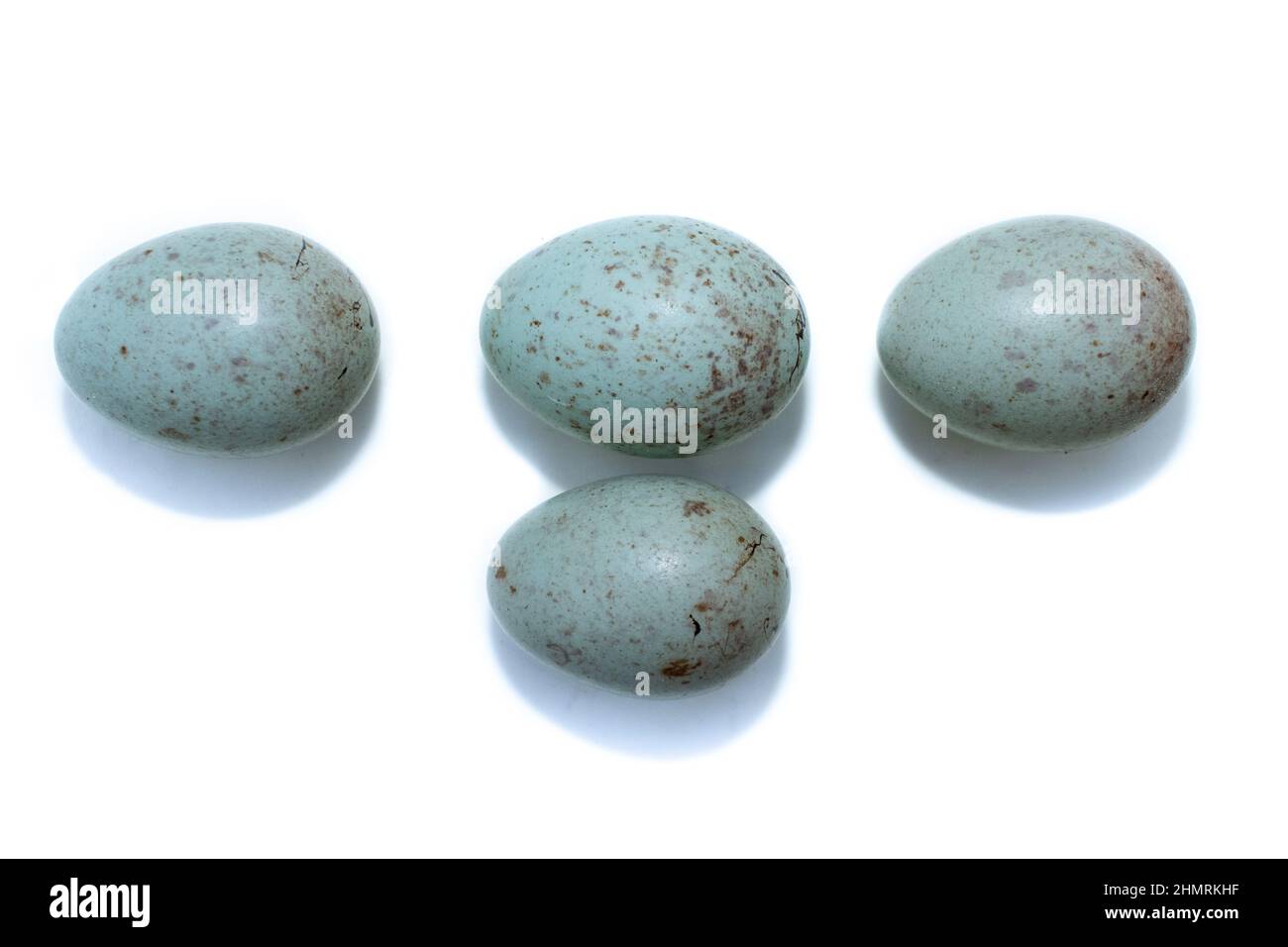 Turdus viscivorus. The eggs of the Mistle Thrush in front of white background, isolated. Stock Photo