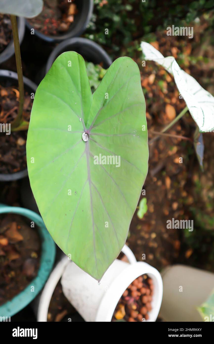 Colocasia esculenta Schott,Black Magic,Araceae , Taro Black Magic, Black  Elephant Ears Plant, Elephant Ears Black Magic and dew drop Stock Photo -  Alamy