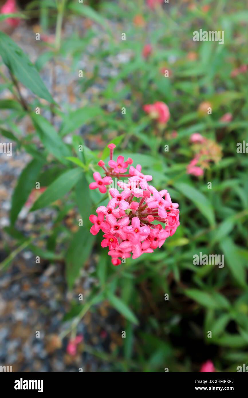 Panama Rose ,Arachnothryx leucophylla or pink flower Stock Photo