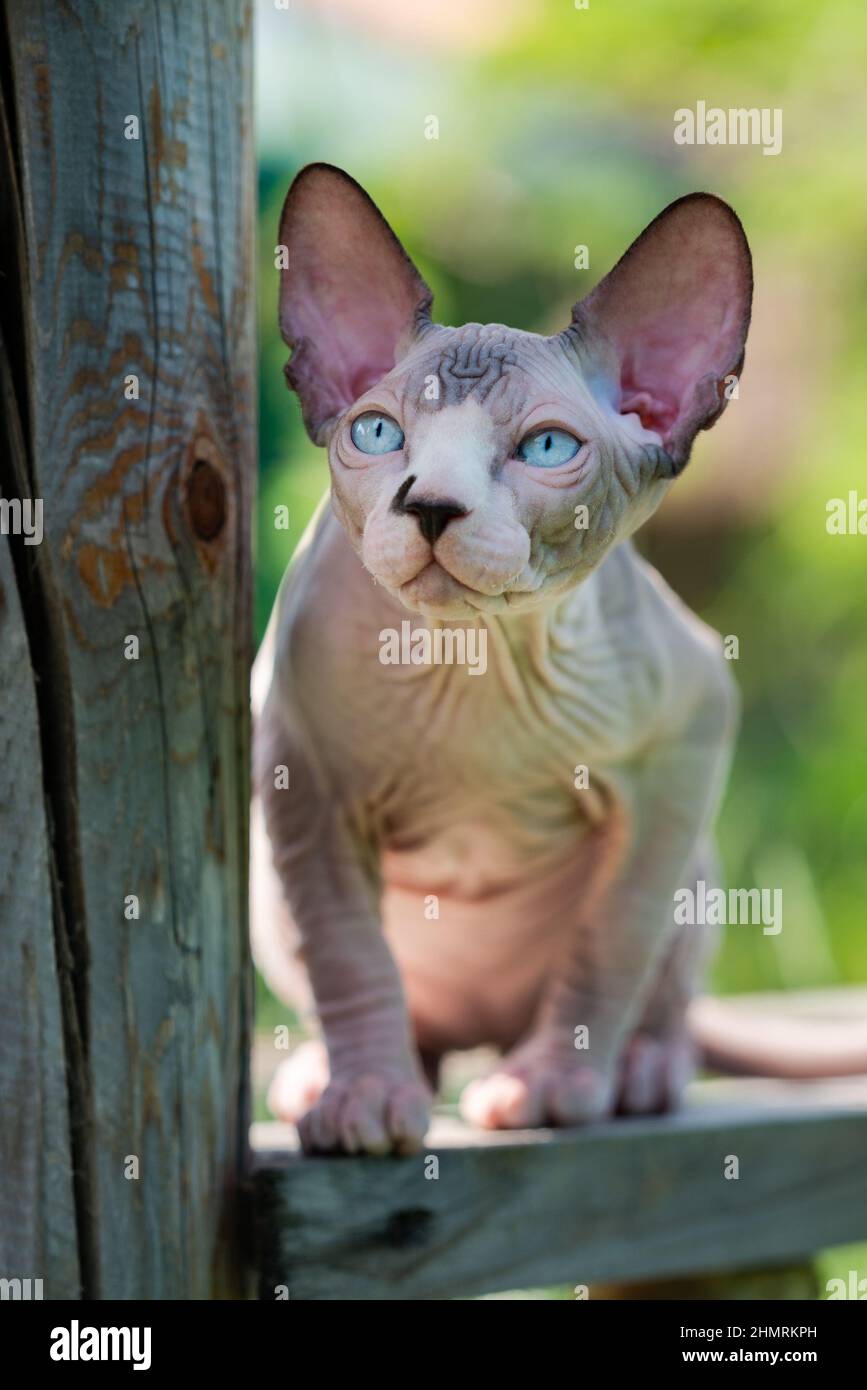 Cat Playground High Resolution Stock Photography And Images Alamy Cat Playground High Resolution Stock Photography And Images Alamy