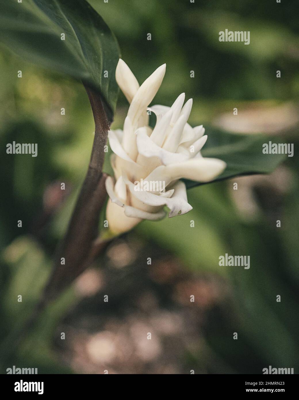 Closeup shot of Prayer plant Calathea Warscewiczii white flower in the  garden of Costa Rica Stock Photo - Alamy