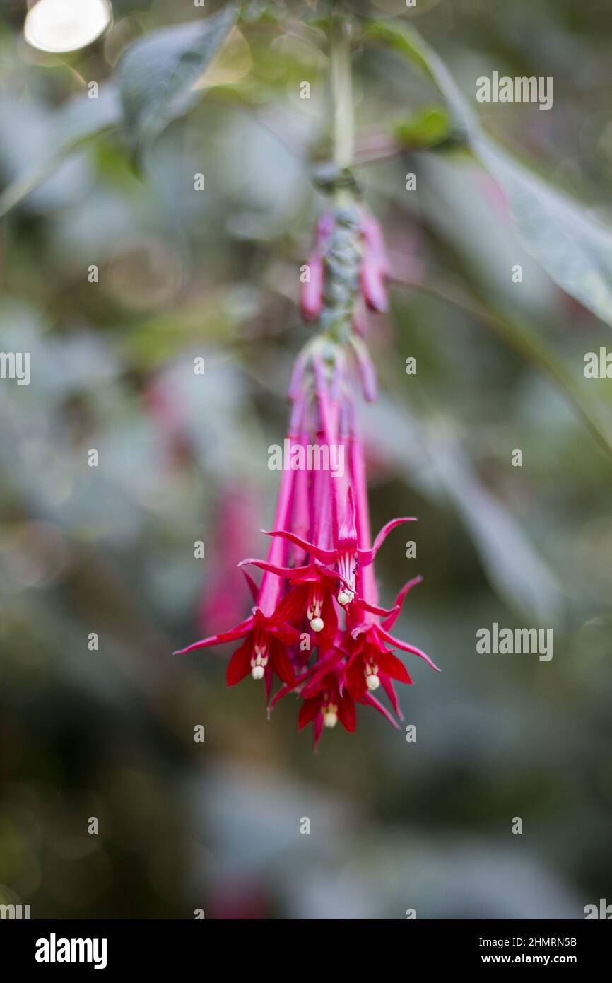 Vertical closeup of the Fuchsia boliviana. Stock Photo