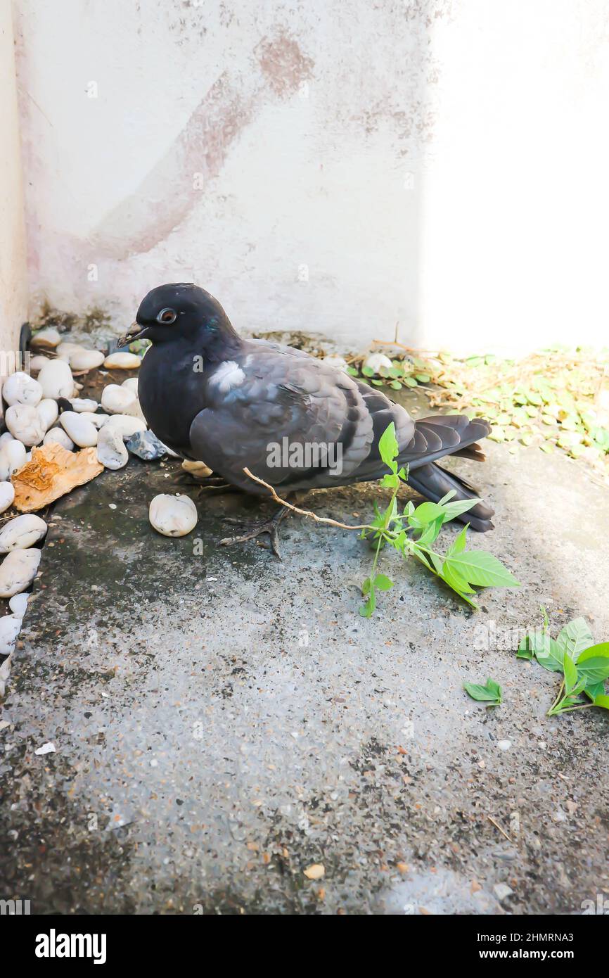 pigeon on the floor, Senna siamea or gray bird Stock Photo