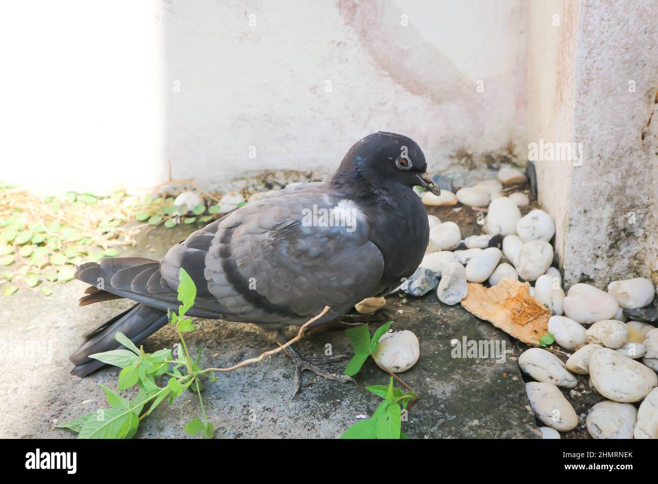 pigeon on the floor, Senna siamea or gray bird Stock Photo