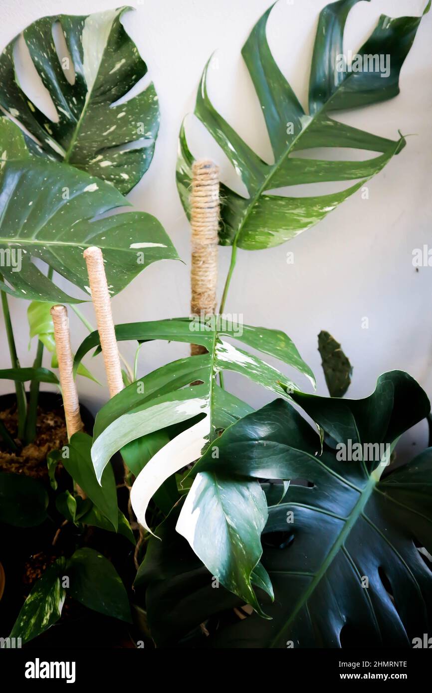 Variegated Epipremnum Pinnatum - Plant Proper
