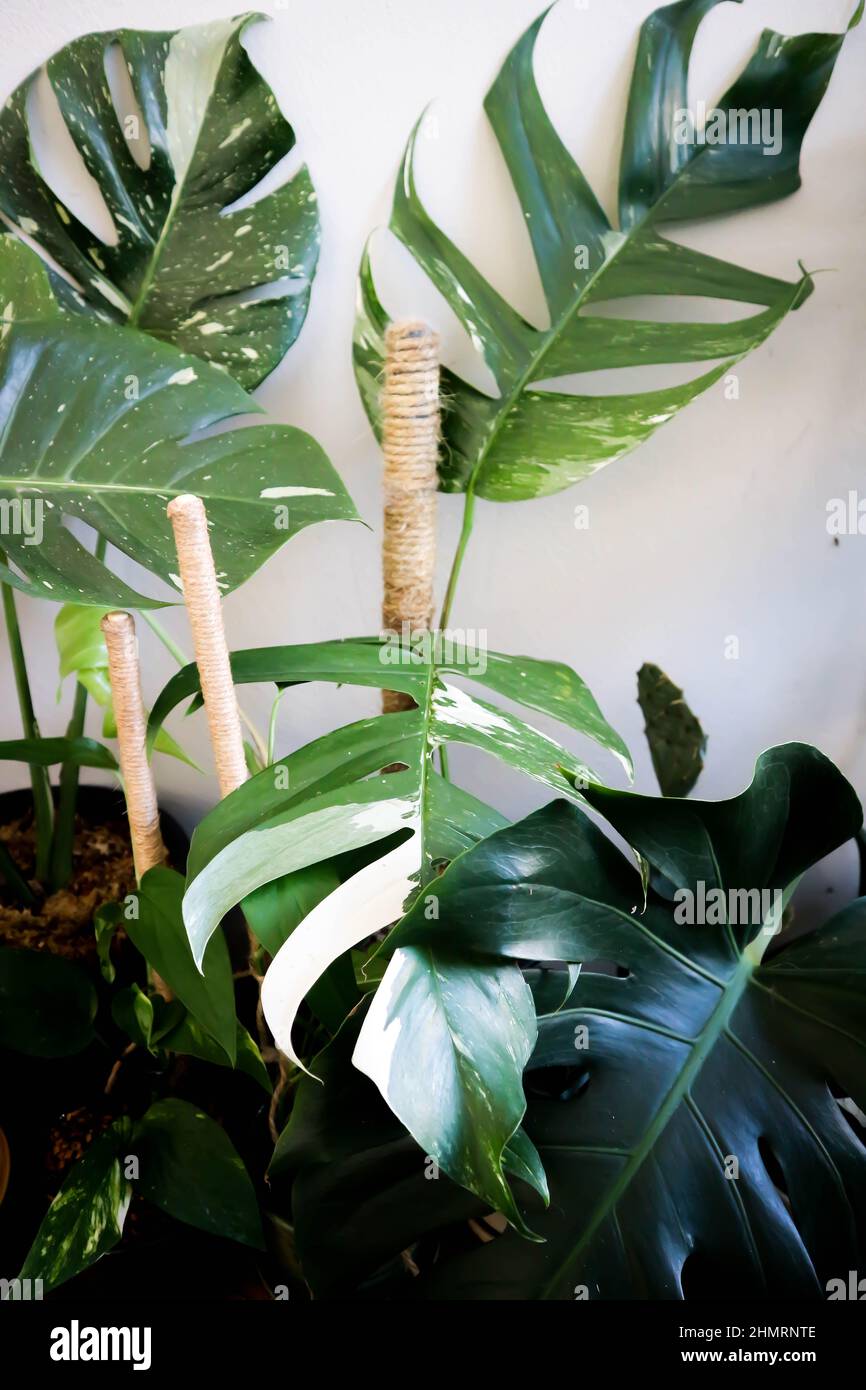 Epipremnum,Epipremnum Pinnatum Variegata or Epipremnum pinnatum variegated  albo plant Stock Photo - Alamy