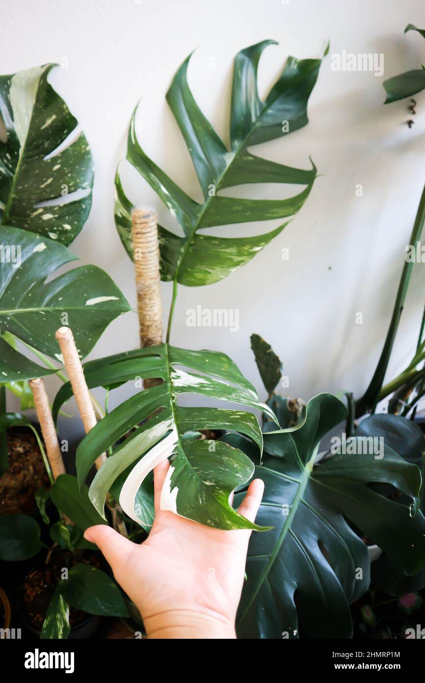 Say hello to my new Variegated Epipremnum Pinnatum Albo : r/RareHouseplants