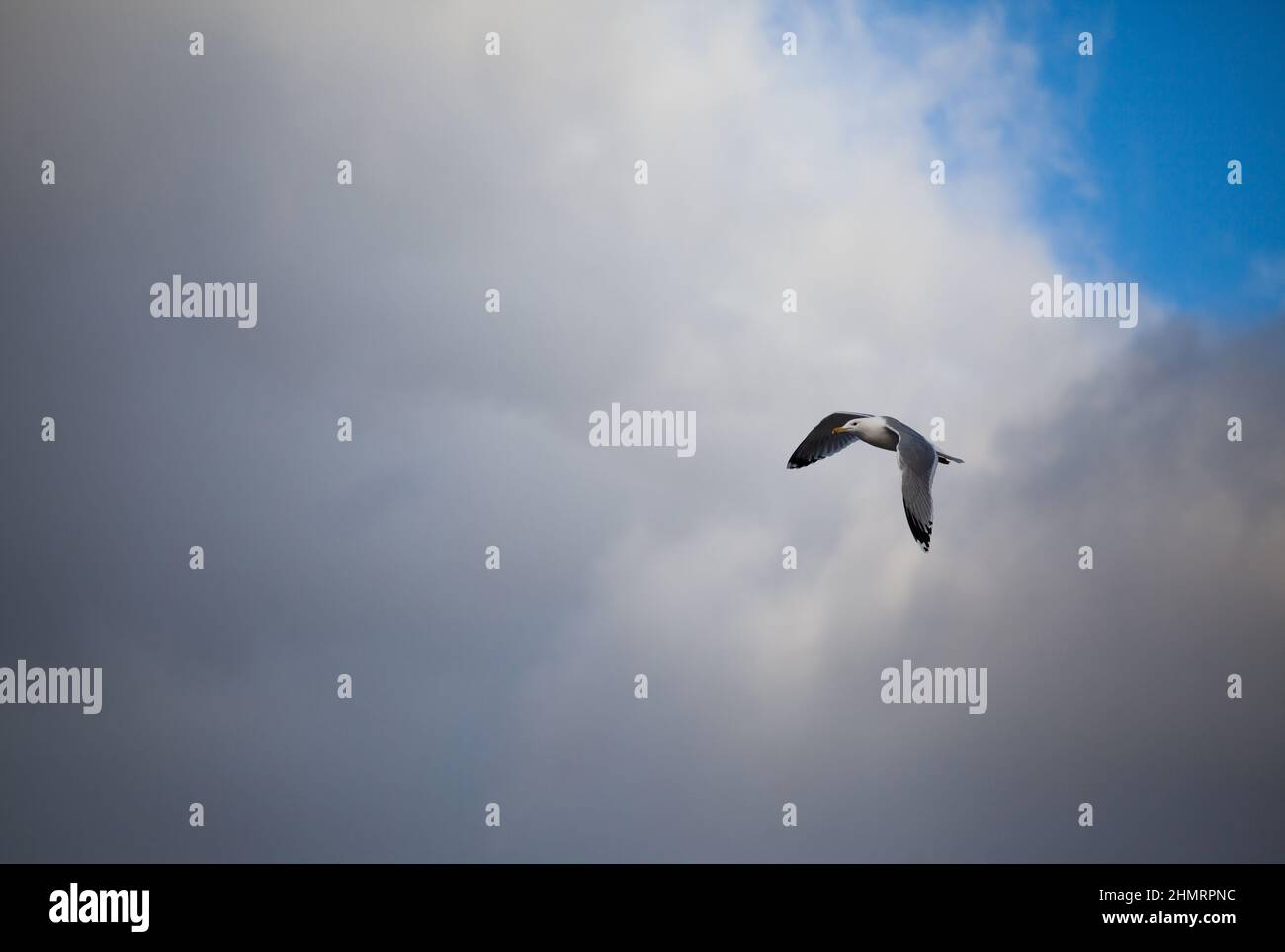 seagull flying through the air under a blue sky with clouds. Stock Photo