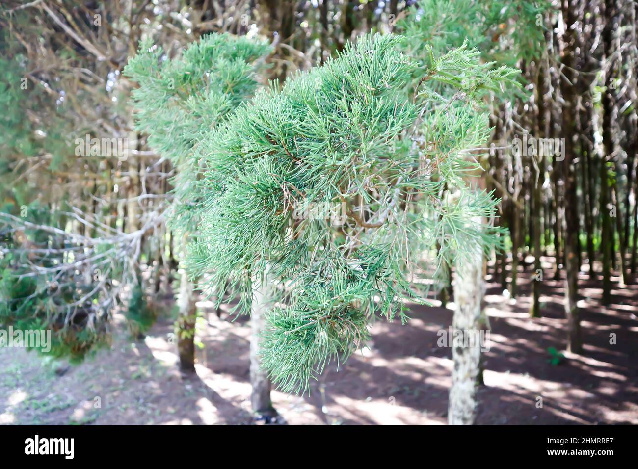 pine tree in the garden, Juniperus chinensis, Chinese juniper or CUPRESSACEAE Stock Photo
