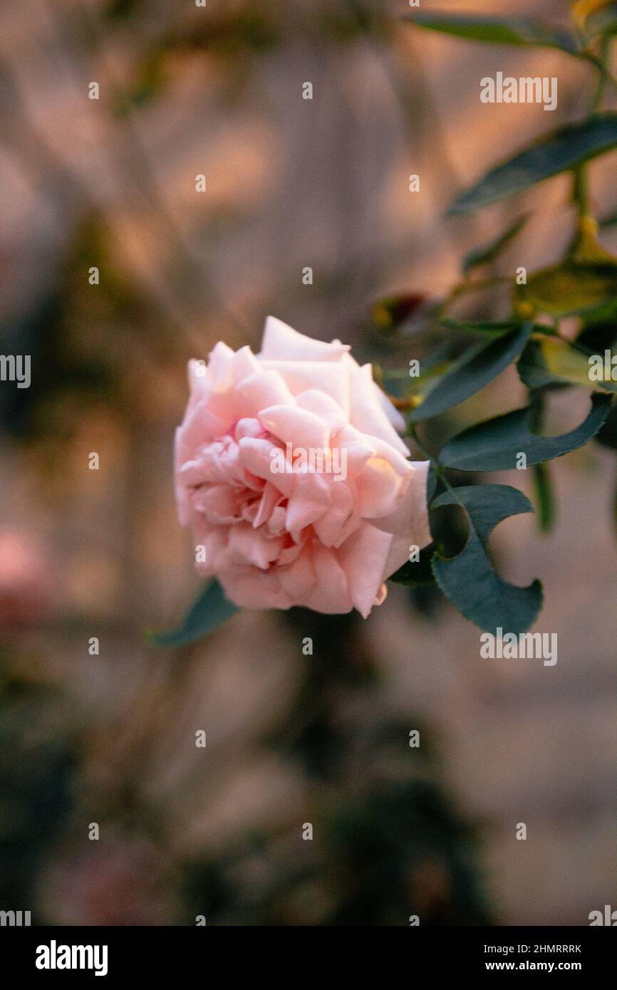 Selective Colour Roses Selective of a pink rose in a garden Stock Photo - Alamy