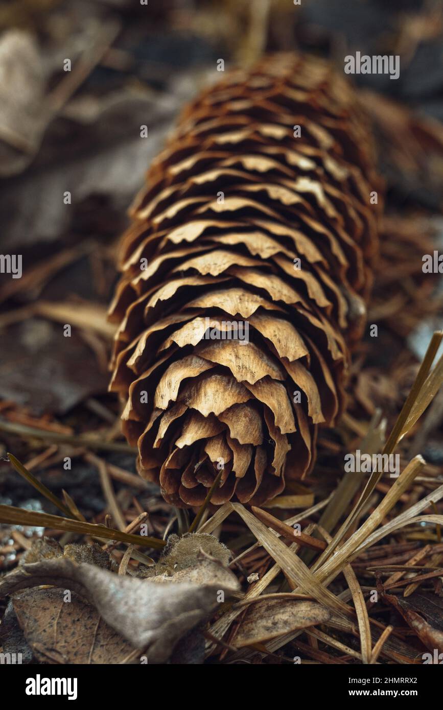 Big cone pine hi-res stock photography and images - Alamy