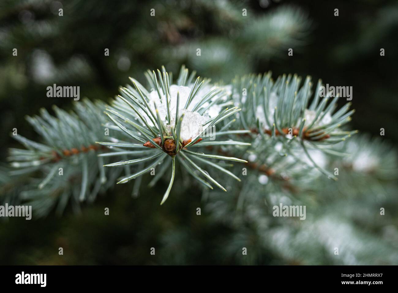 Selective closeup of a pine branch Stock Photo - Alamy