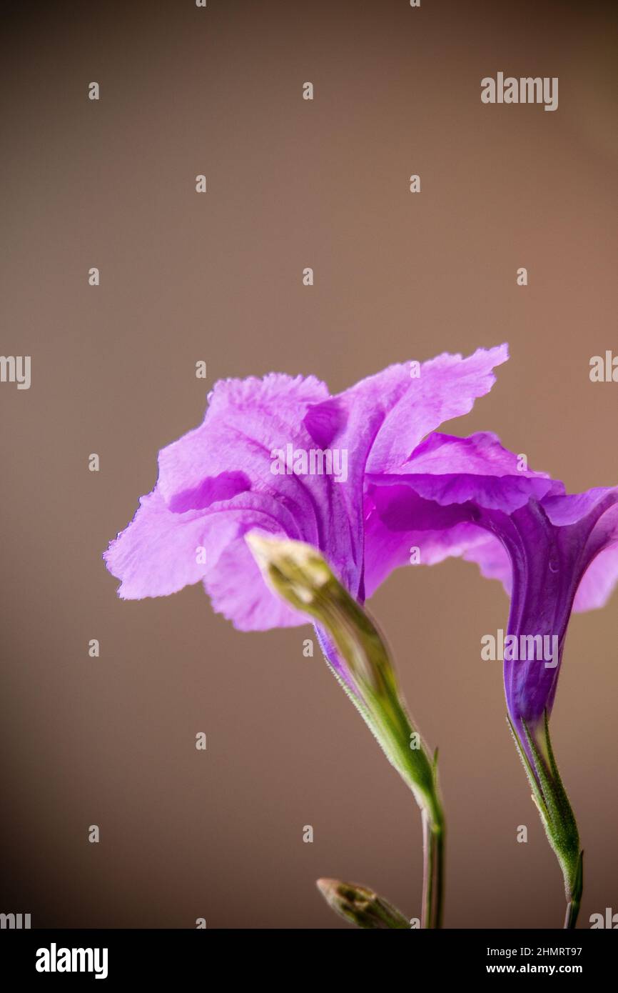 purple trumpet flower in the morning light Stock Photo