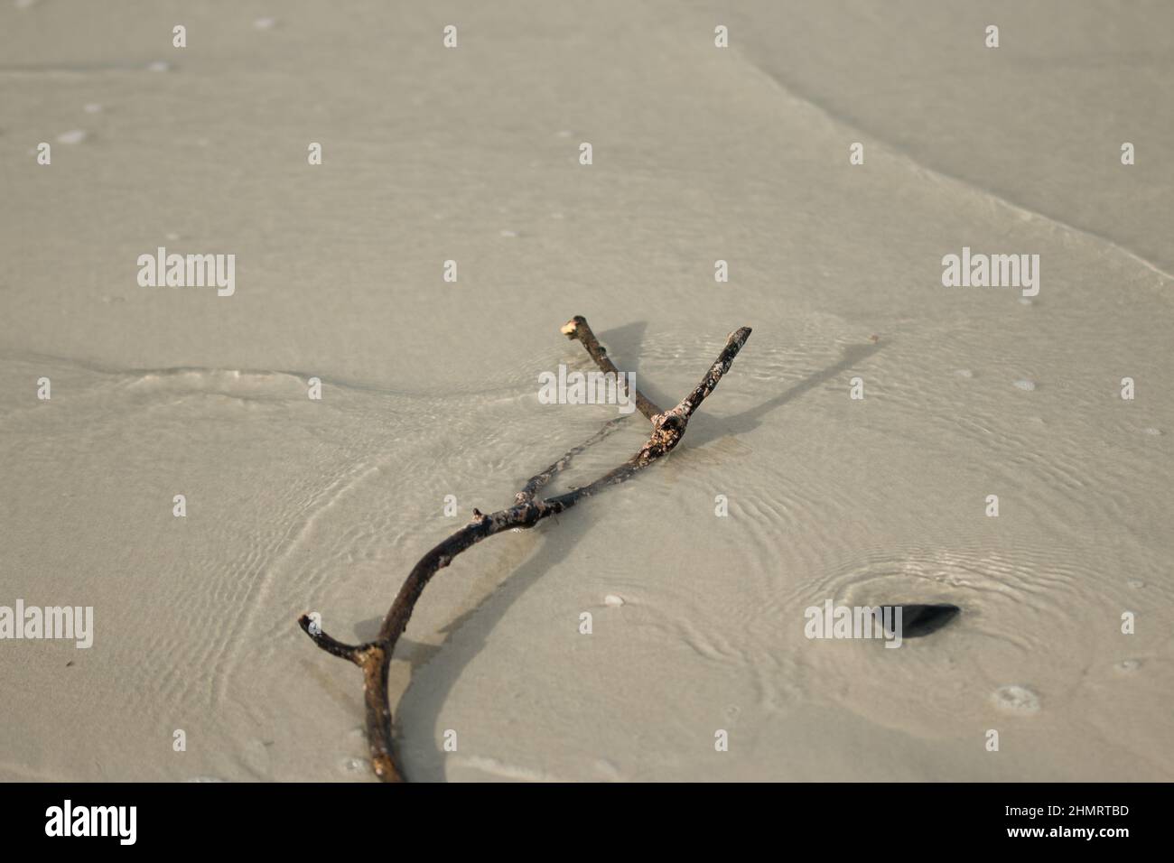 a small portion of dead branch on the sandy beach. feeling. Stock Photo