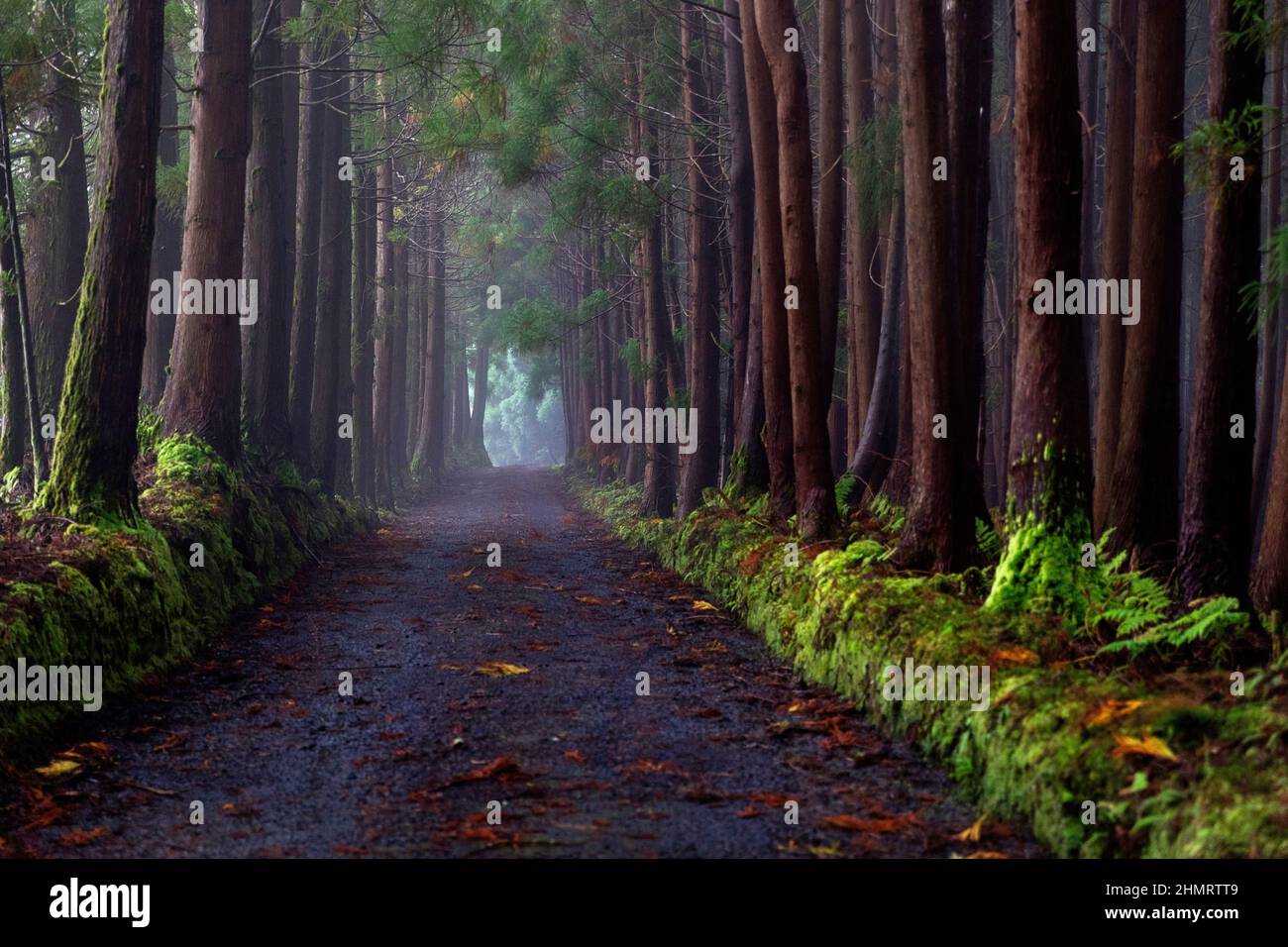 Green forest trees woods woodland hi-res stock photography and images ...
