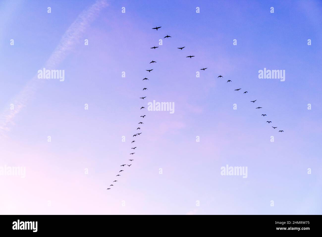 A V shaped formation, echelon sometimes called skein, of geese flying overhead in the early morning dawn sky with some very faint cirrostratus clouds and contrail. Stock Photo