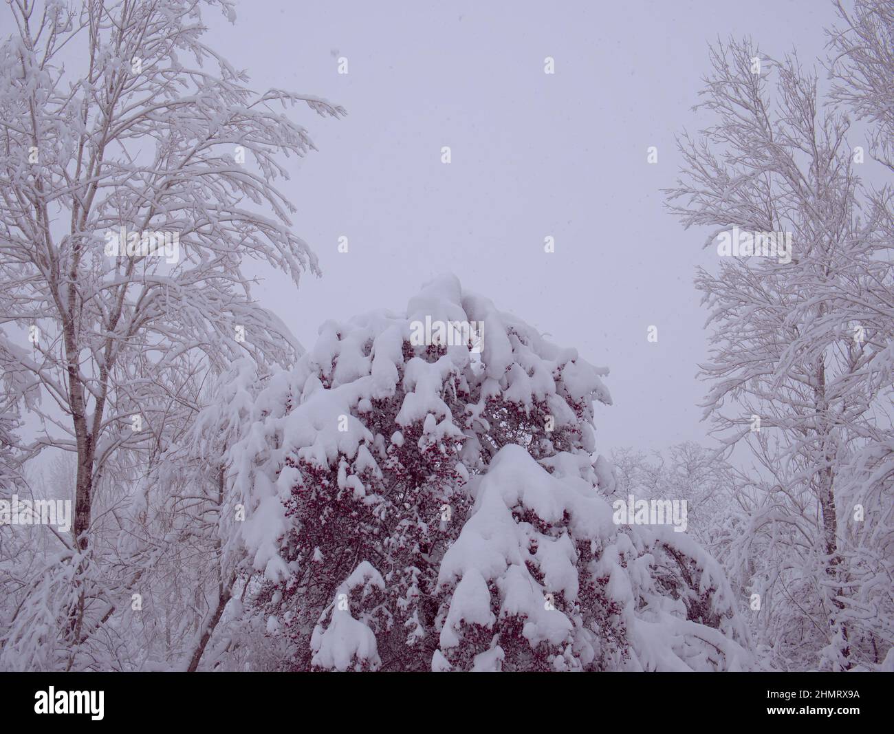 Covered fruit snow trees hi-res stock photography and images - Alamy