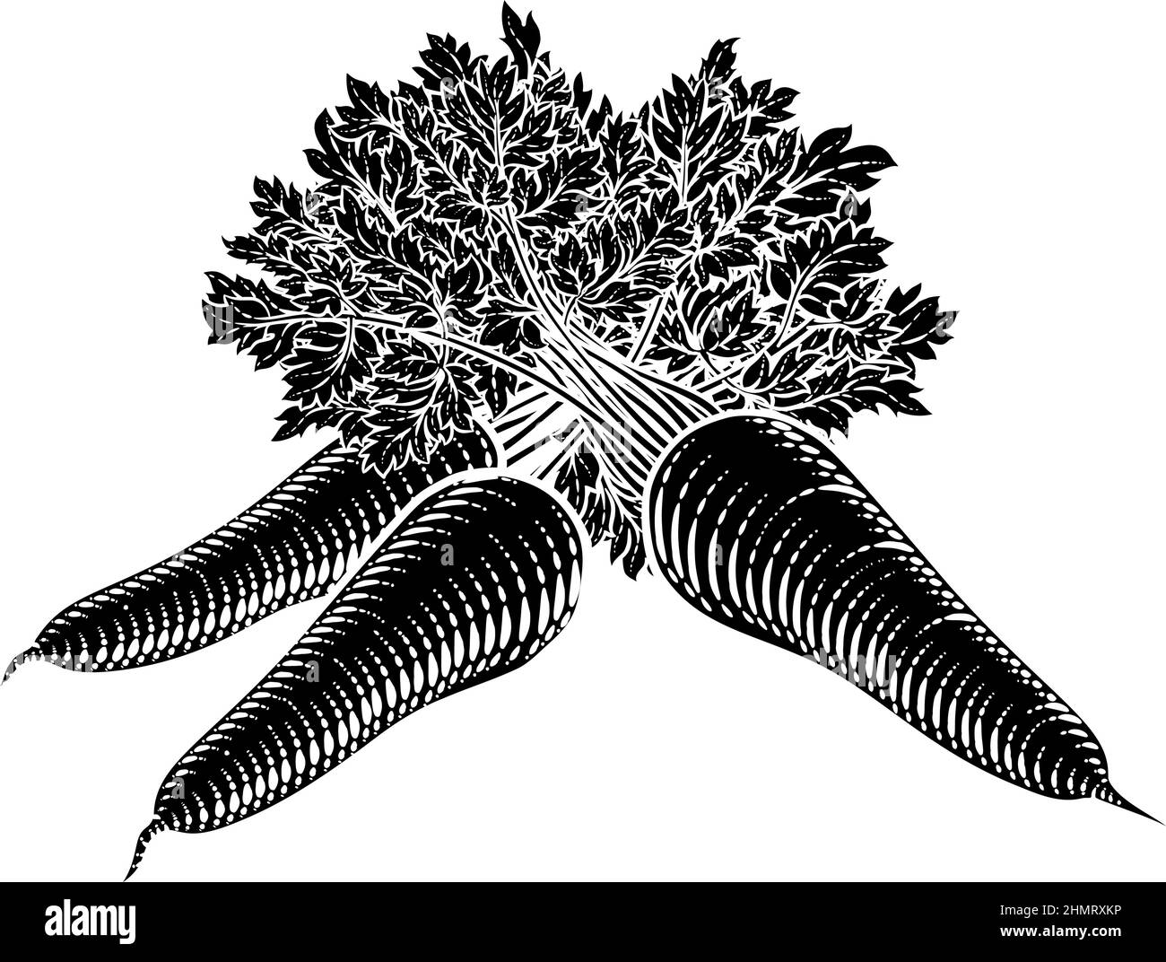 Carrots Vegetable Vintage Woodcut Illustration Stock Vector